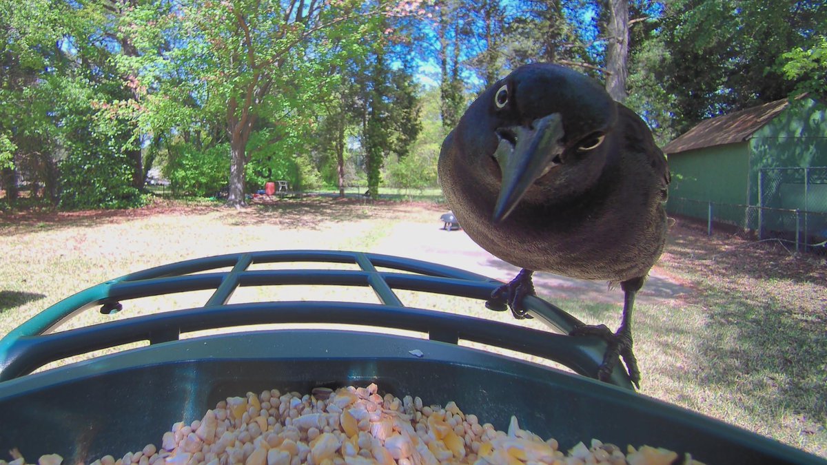 nbc_net's tweet image. Kiwibit Bird Feeder 2 Review: A front row seat to all the backyard bird drama dlvr.it/TSDwKL #BirdFeeder #BackyardBirding #NatureLovers #BirdWatching #SmartTech