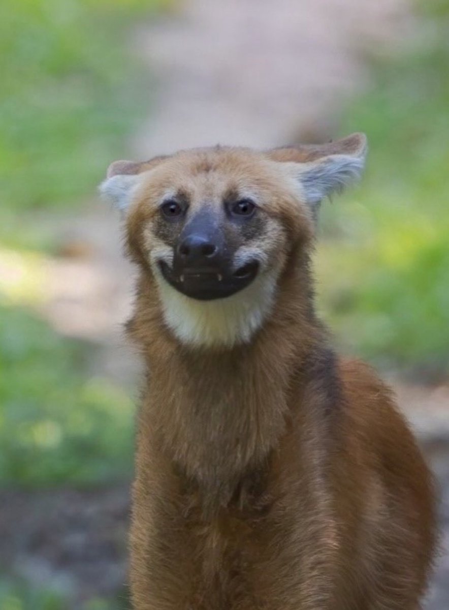 The maned wolf looks like something nature sketched for fun | photography by gsbonfa