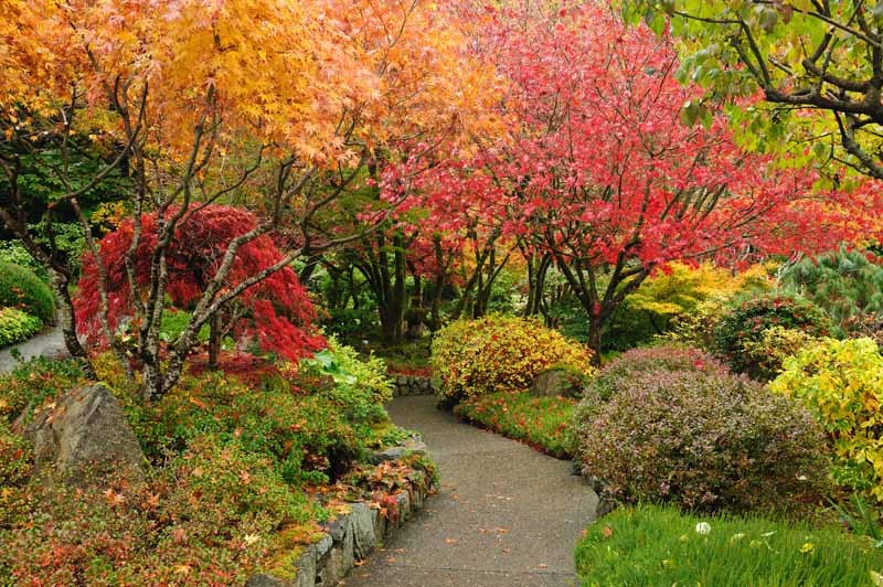 Gardeners_Path_'s tweet image. 15 of the Best Woody Shrubs for Fall Color - Some plants shine in spring and summer, while others come alive in autumn. Discover 15 shrubs that add color to the fall landscape now on Gardener's Path. #gardeningtips #fallgarden #gardening gardenerspath.com/plants/ornamen…