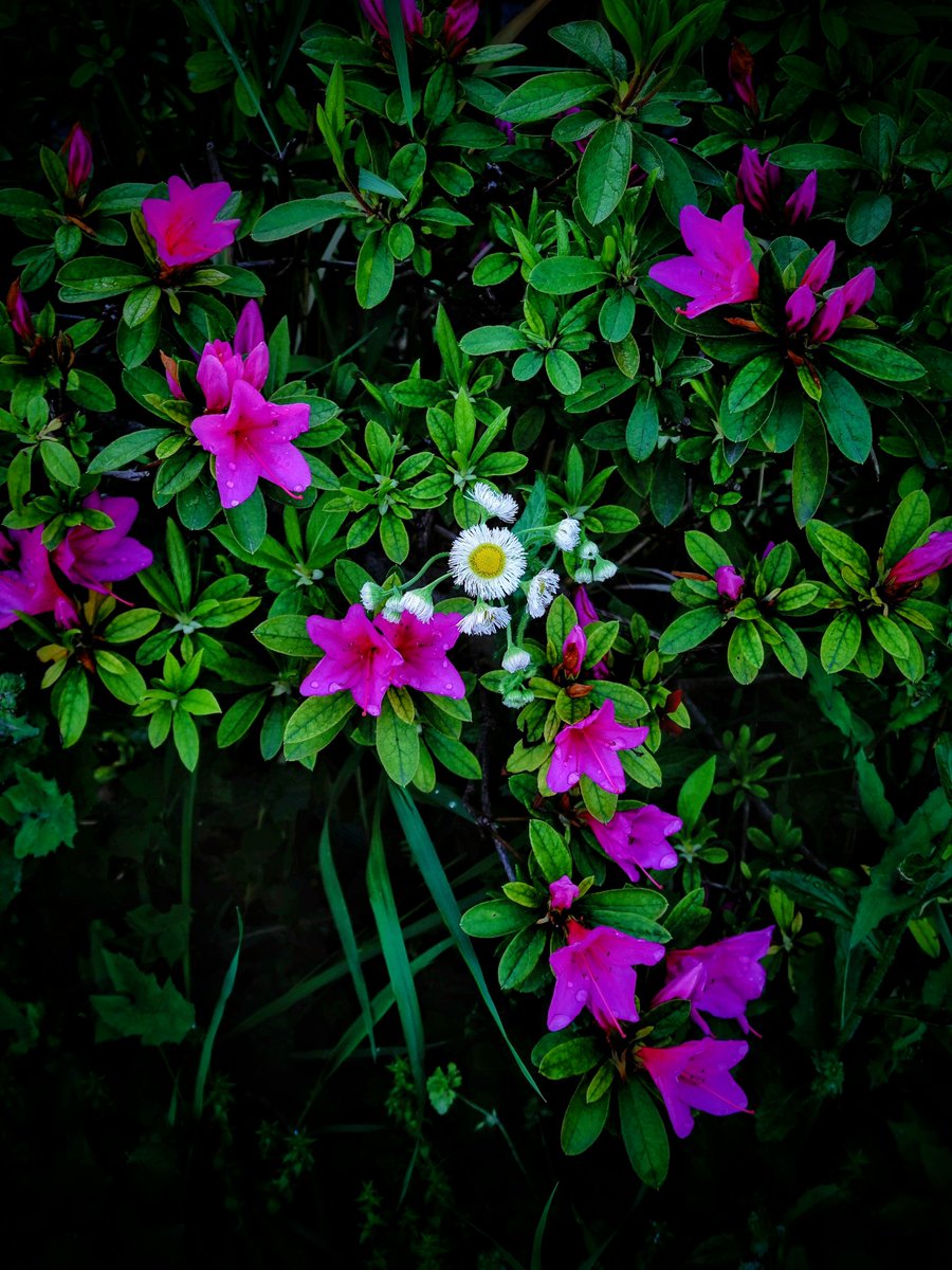 川崎 民男 tweet media