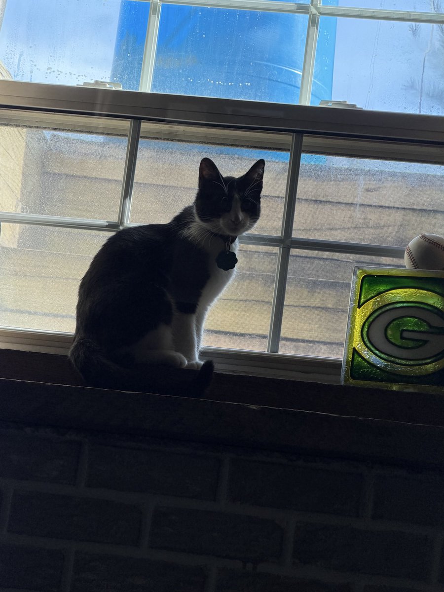 Bought my dad a cat and get sent these pics. 

Love her ❤️
