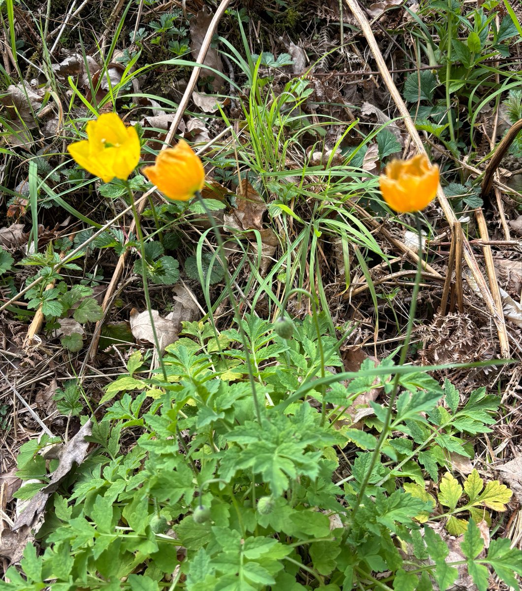 EcolaEvans's tweet image. Welsh Poppy, Primroses, Yellow Archangel, Broome. Wyre Forest. @wildflower_hour @BSBIbotany @WorcsWT #wildflowerhour