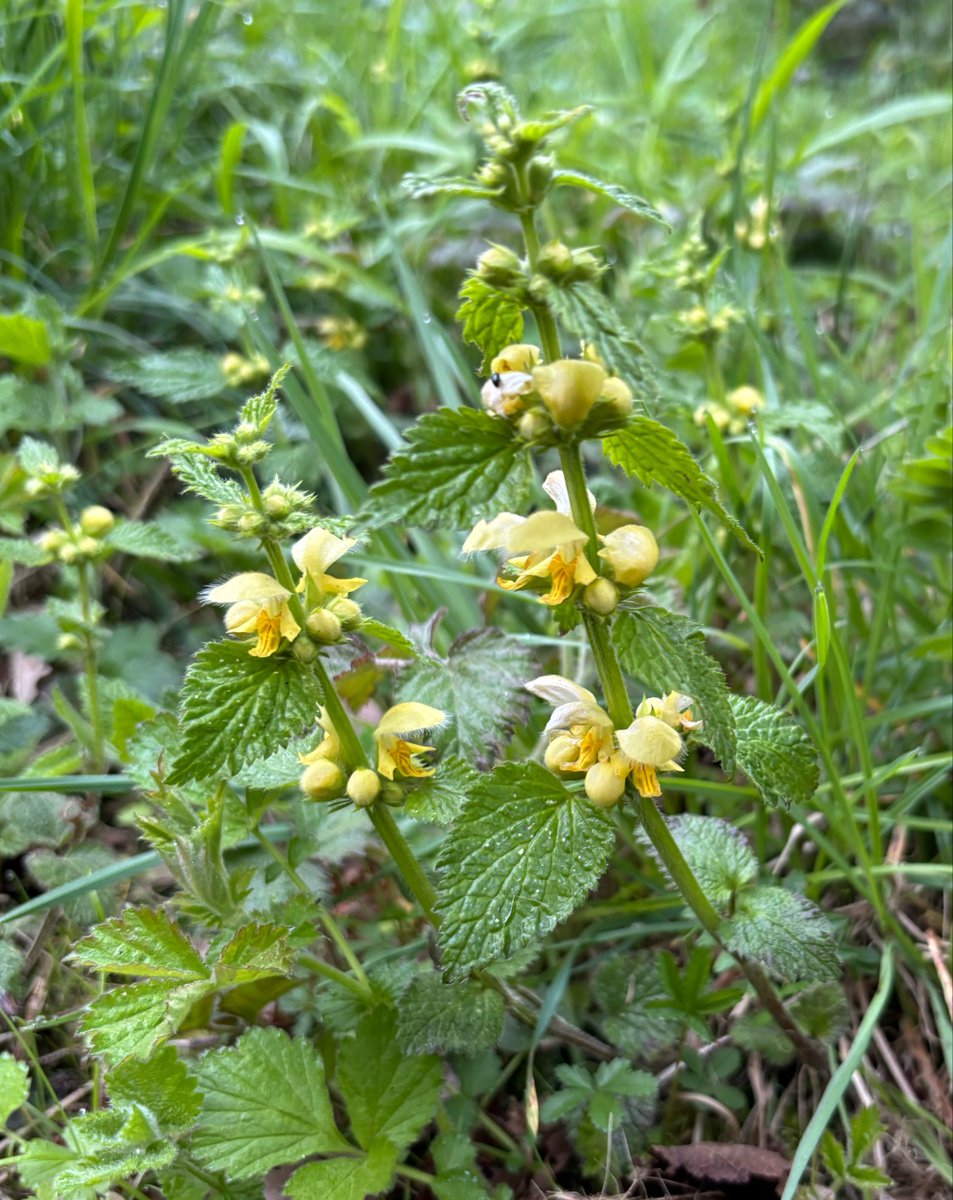 EcolaEvans's tweet image. Welsh Poppy, Primroses, Yellow Archangel, Broome. Wyre Forest. @wildflower_hour @BSBIbotany @WorcsWT #wildflowerhour