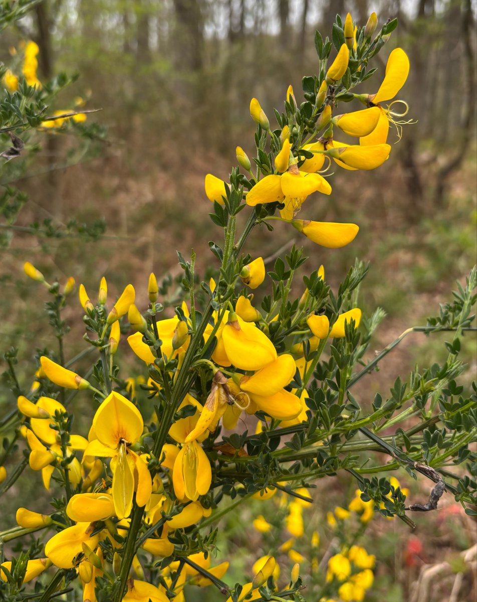 EcolaEvans's tweet image. Welsh Poppy, Primroses, Yellow Archangel, Broome. Wyre Forest. @wildflower_hour @BSBIbotany @WorcsWT #wildflowerhour