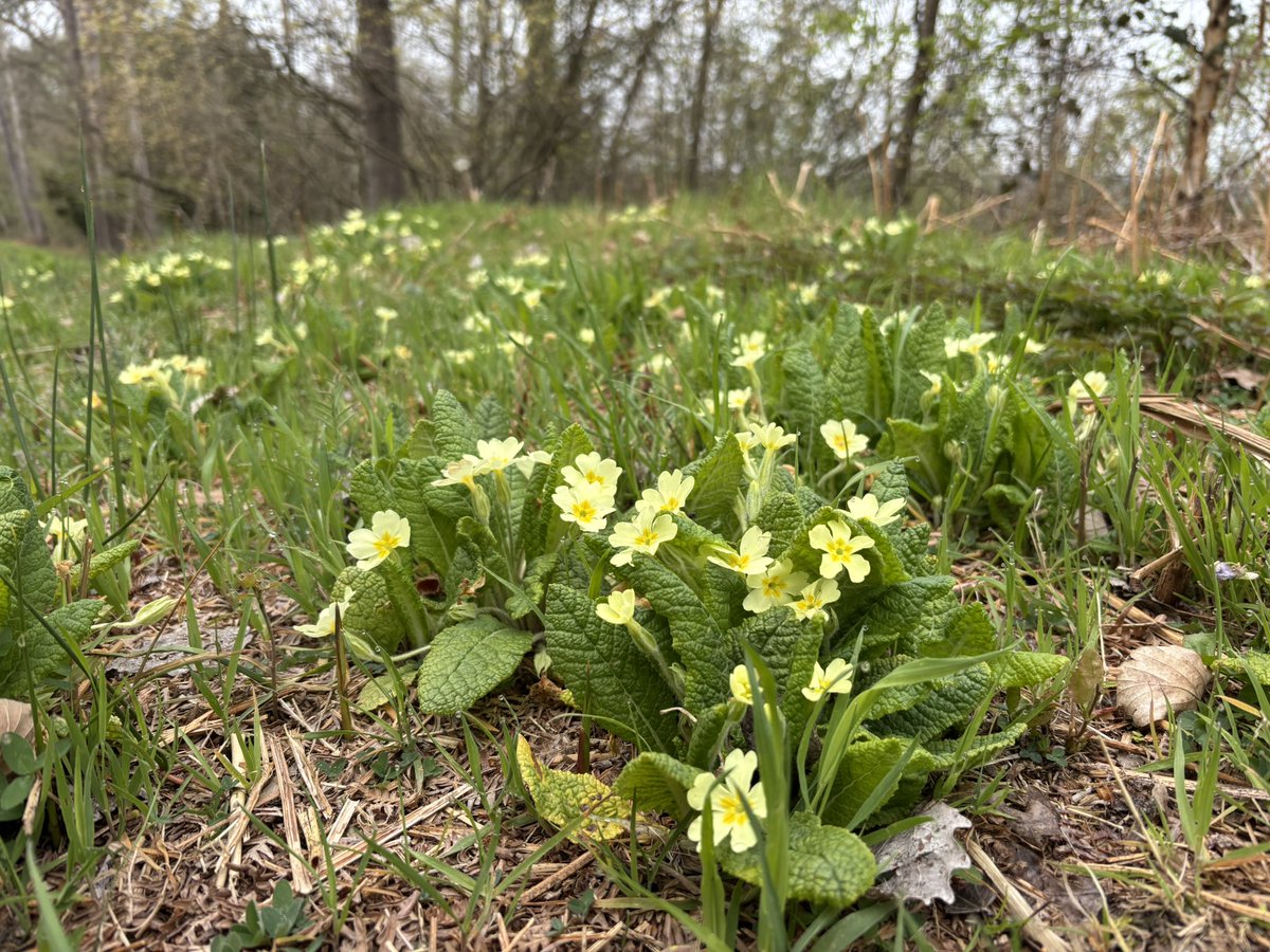 EcolaEvans's tweet image. Welsh Poppy, Primroses, Yellow Archangel, Broome. Wyre Forest. @wildflower_hour @BSBIbotany @WorcsWT #wildflowerhour