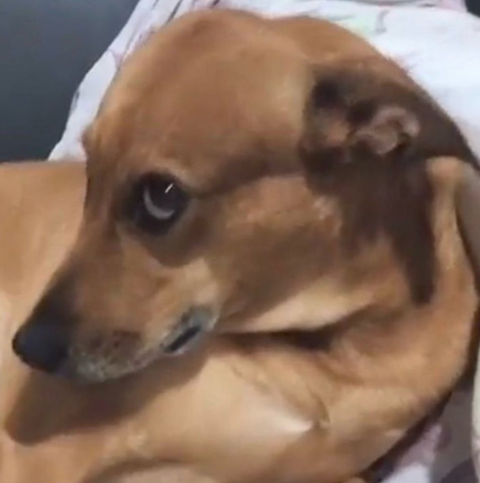 Camila Fragoso 🪃🦊 tweet media