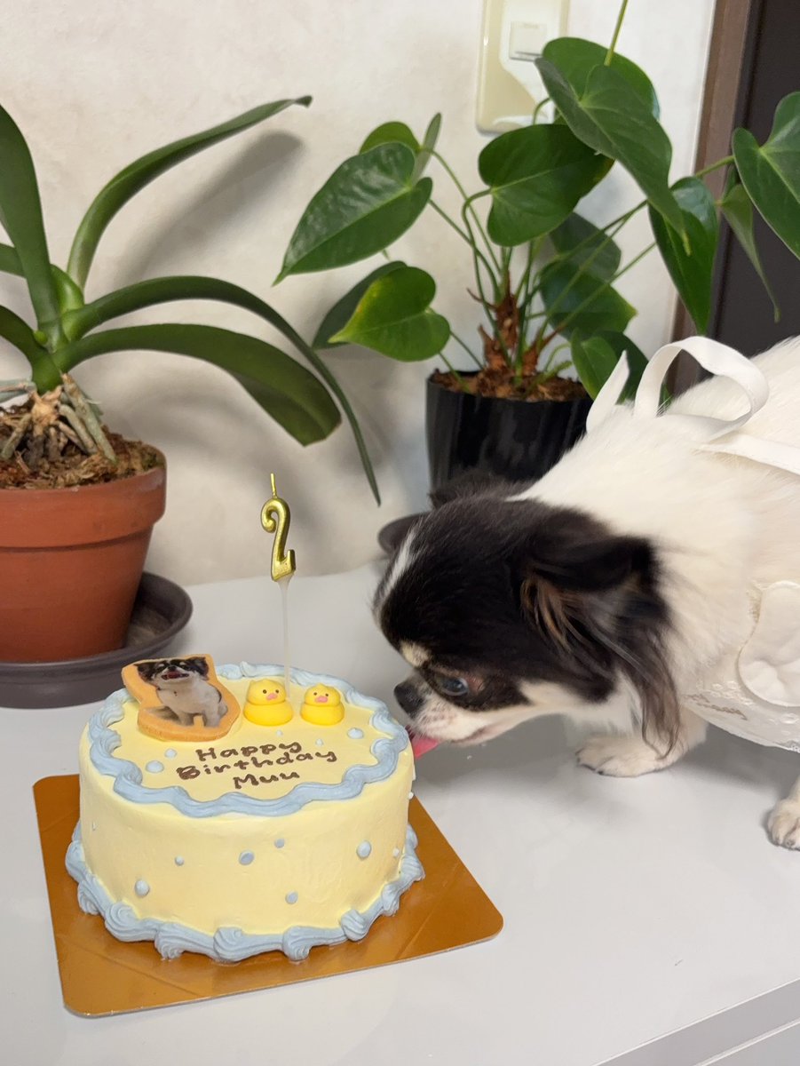 witter_bluebird's tweet image. お兄ちゃん2歳になりました♡

おとなしくてかわいいお兄ちゃん、いつまでも元気でいてください。

#チワワ
#犬
#dog
#chihuahua