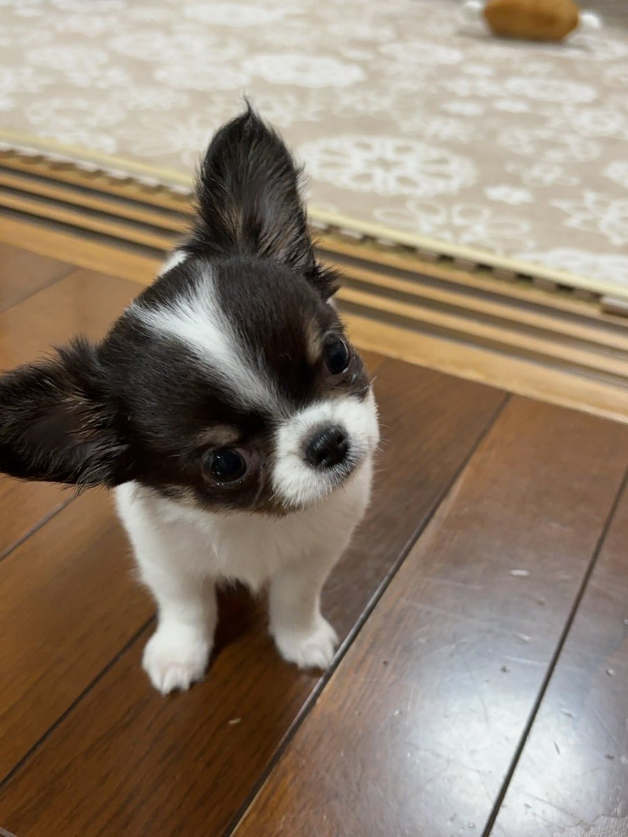 witter_bluebird's tweet image. お兄ちゃん2歳になりました♡

おとなしくてかわいいお兄ちゃん、いつまでも元気でいてください。

#チワワ
#犬
#dog
#chihuahua