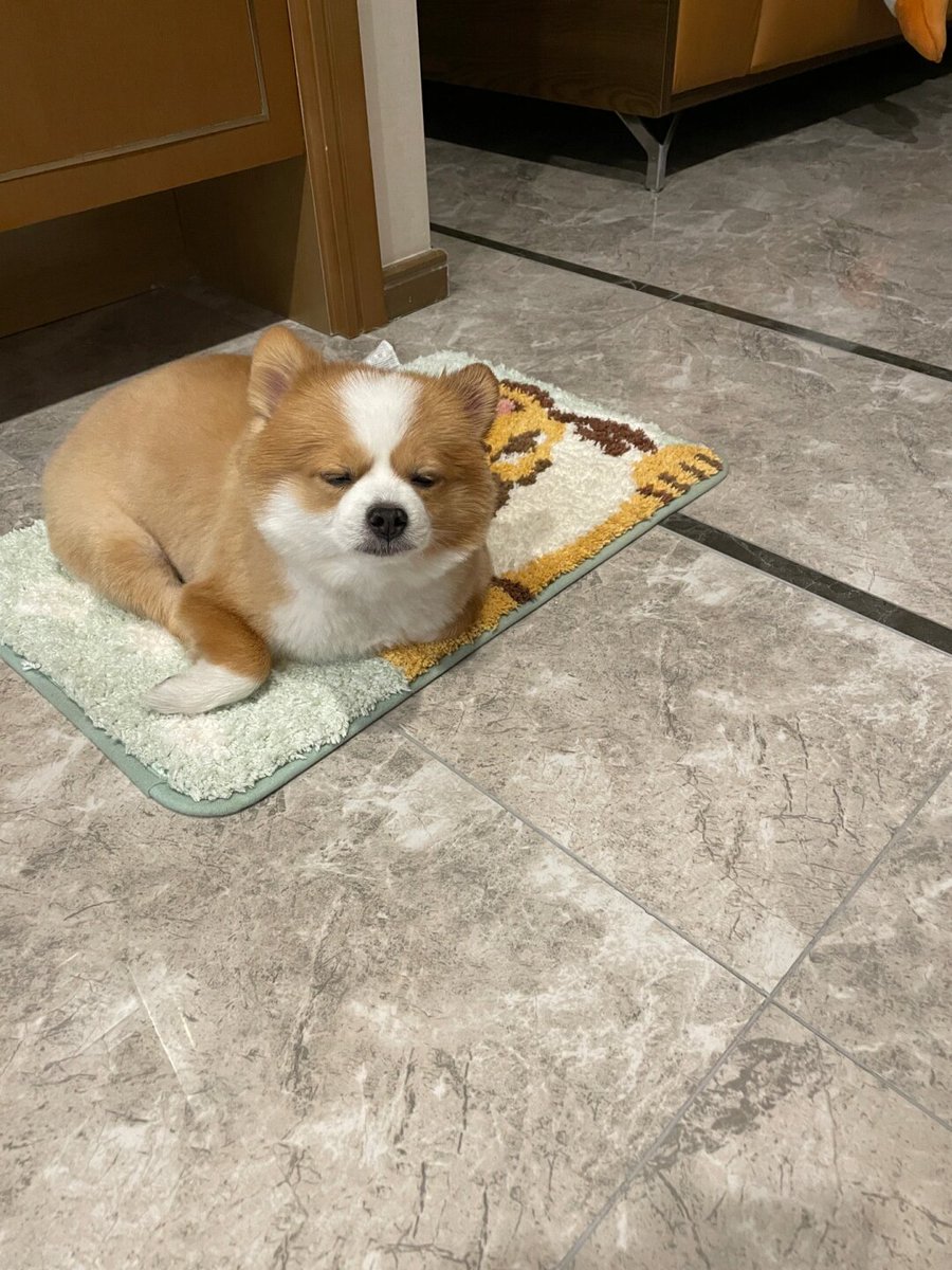 mostafa ibrahim tweet media