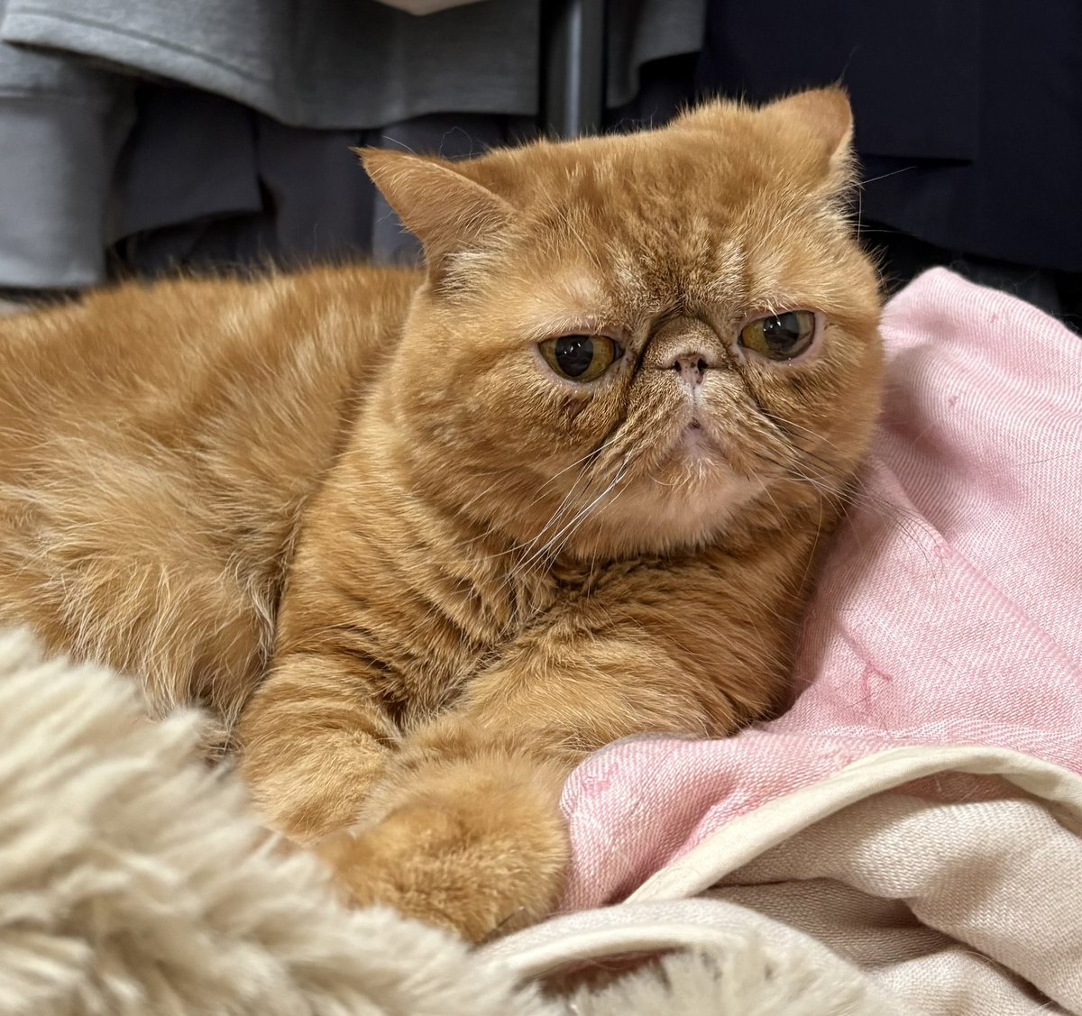 こまどんぐり tweet media