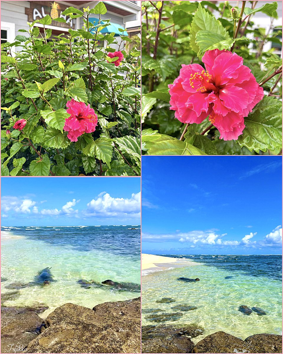 fujikko ❧ tweet media