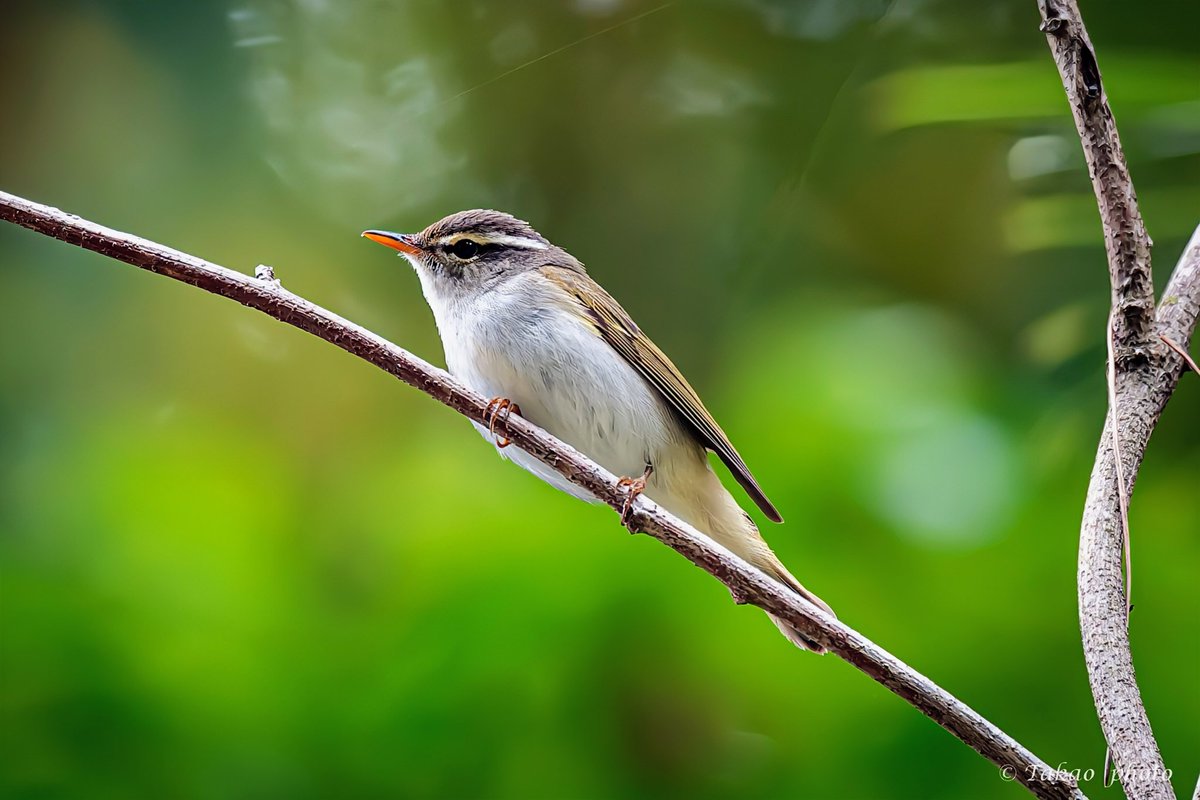 #センダイムシクイ
#total_nature_japan_member
#best_moments_nature
#sony
#α1II
リアルタイム認識AF
SEL600F40GM
DxOPureRAW6