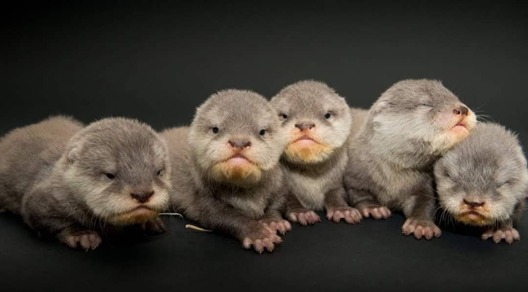 In Otter News.... tweet media