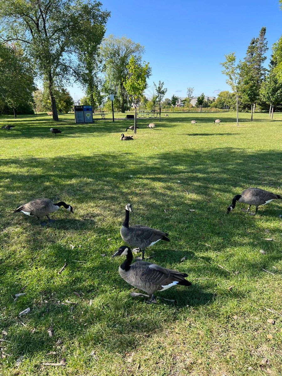 Velvet_Sunrise_'s tweet image. So many friendly visitors today! 🪶 Who else loves a day in the park? #NatureLovers #Peaceful
