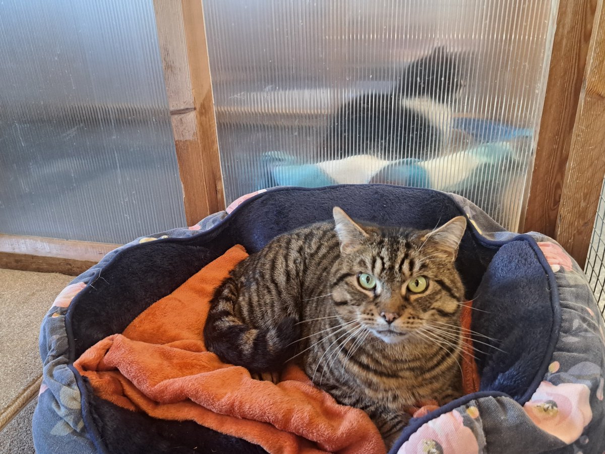 Tiberius – Still Waiting for His New Home 🐾
Tiberius is 3–4 years old and has blossomed from a shy stray into a friendly, affectionate lad. He loves attention and has the sweetest tabby face. He’d suit a calm, loving home. Want to meet him? 
Visit: heswilmslow.co.uk/tiberius