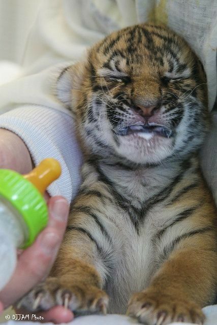 IT'S LION AND TIGERS WORLD tweet media