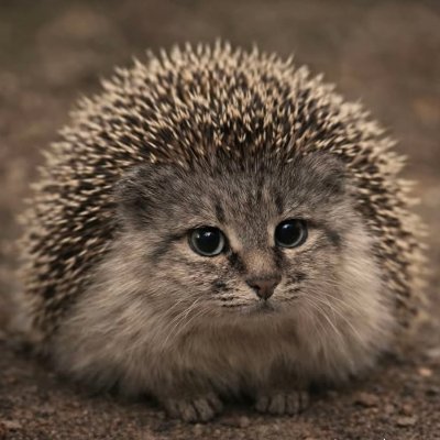 Daily Cat Posting tweet media