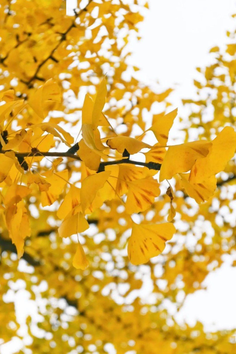 Ariell Chambers tweet media