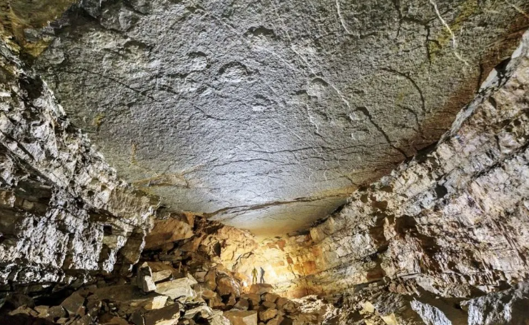 Paléontologie tweet media