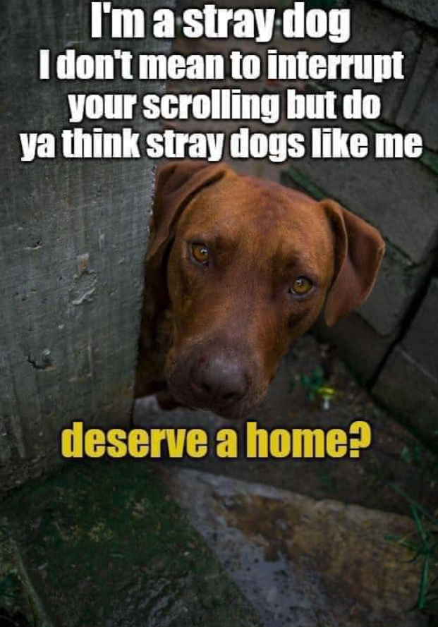 Tweets of Dogs tweet media