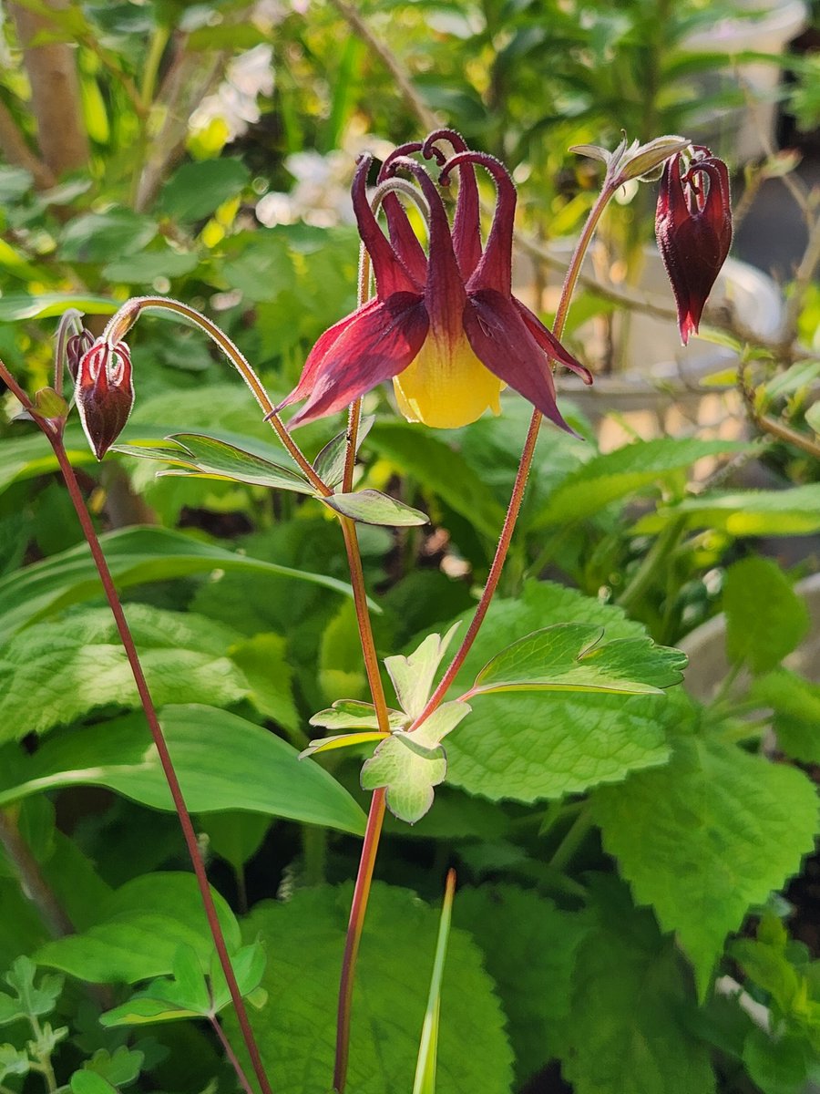 髭さん tweet media