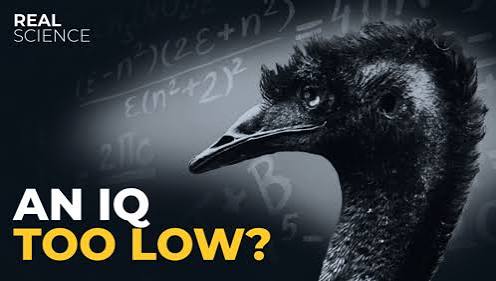 Bootleg Gameboy tweet media