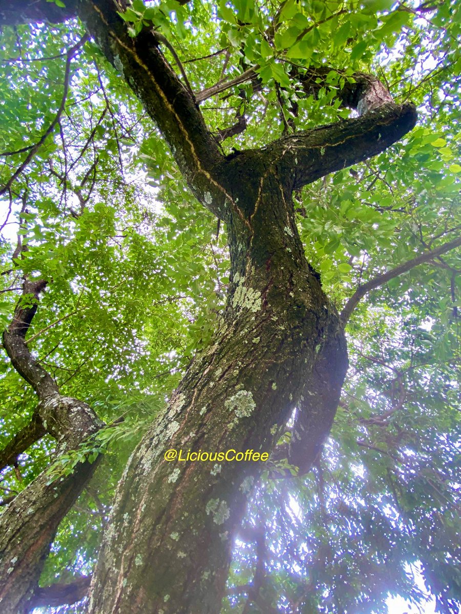 LiciousCoffee's tweet image. #Sunday #funday #Relaxation days where We share photos of dual trunk🌳🌳0r 2 harmoniously intertwined.

😍 It’s🌳Art—captured these 2 front of Church Yard 🤷🏽‍♀️ … I see what I see—creativity is💫
#Nature #NaturePhotography #Photography #PhotographyIsArt #trees #Park #Sun #Sunshine