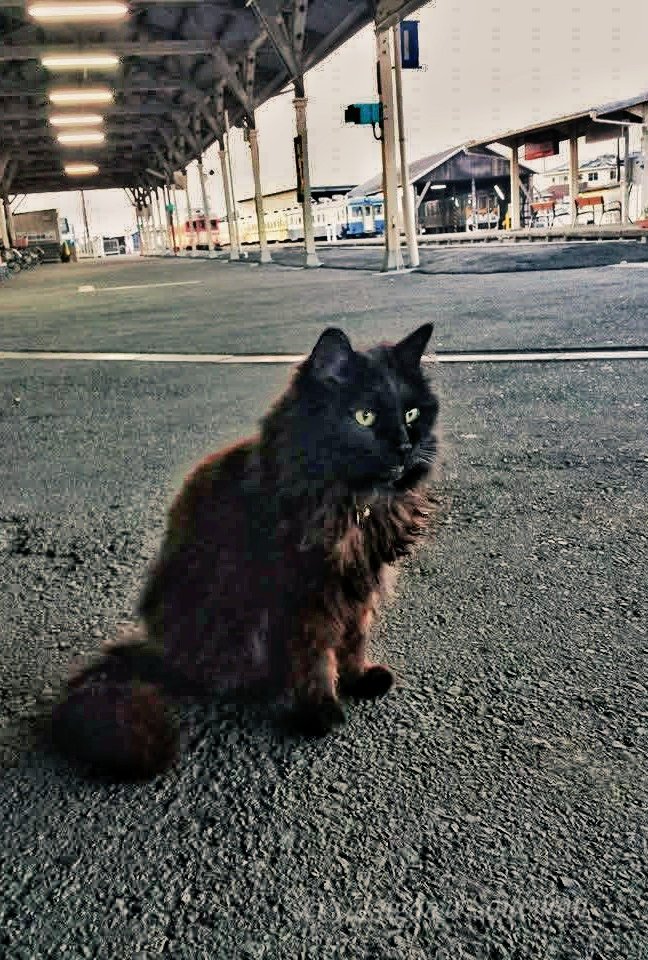 駅猫『おさむ』【本家】🍙 tweet media