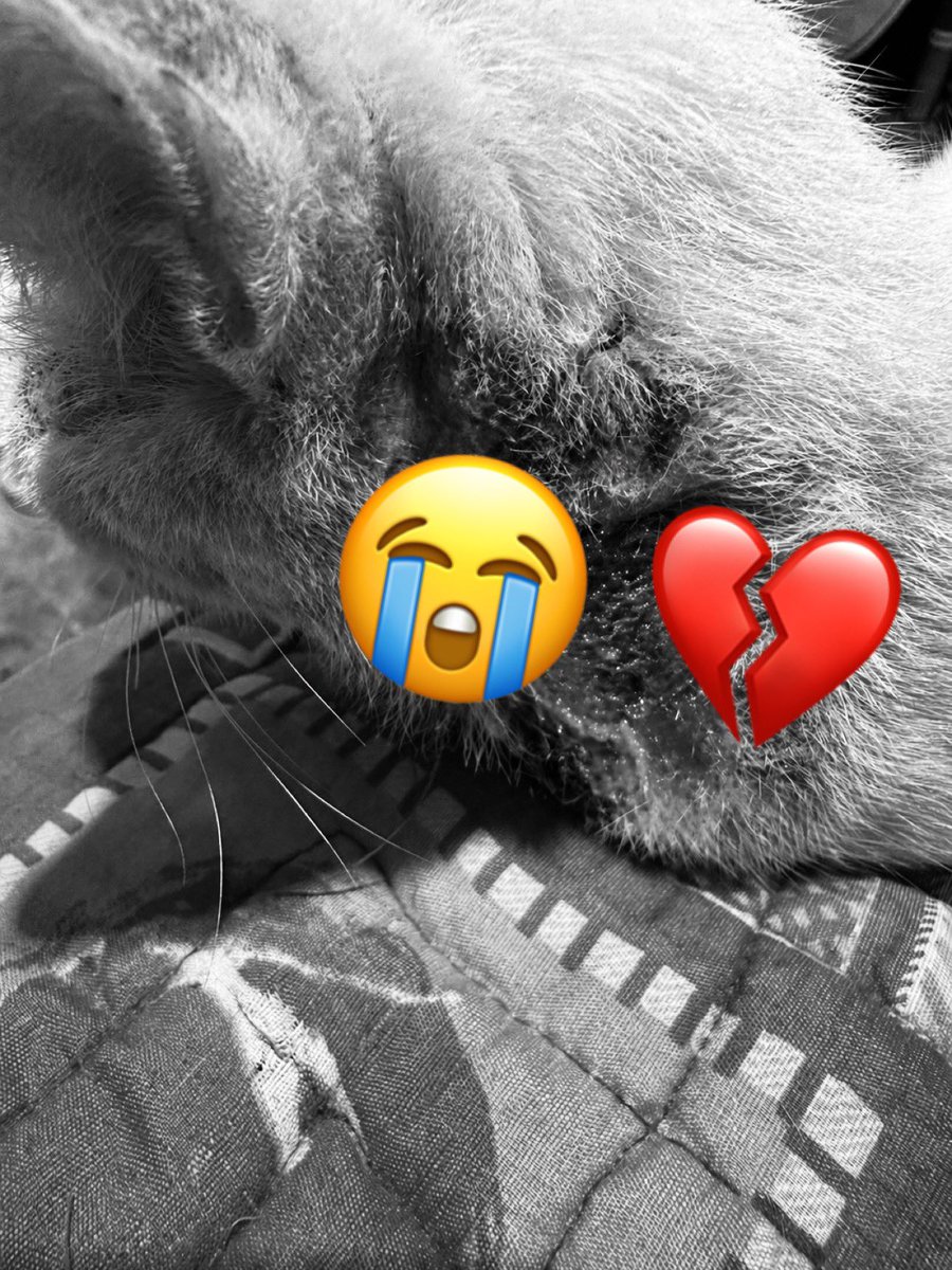 Neko✨🌸 tweet media