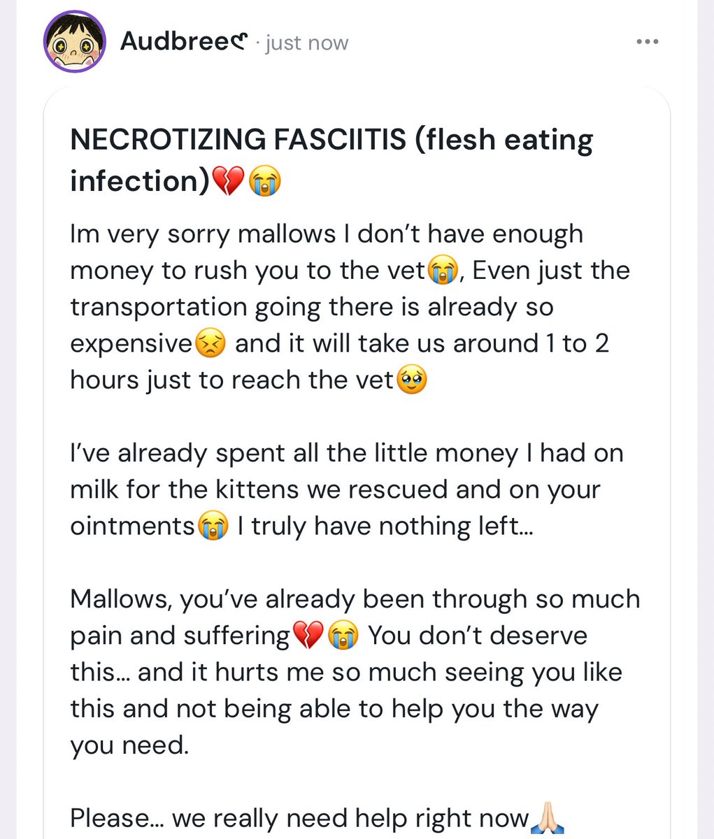 Neko✨🌸 tweet media