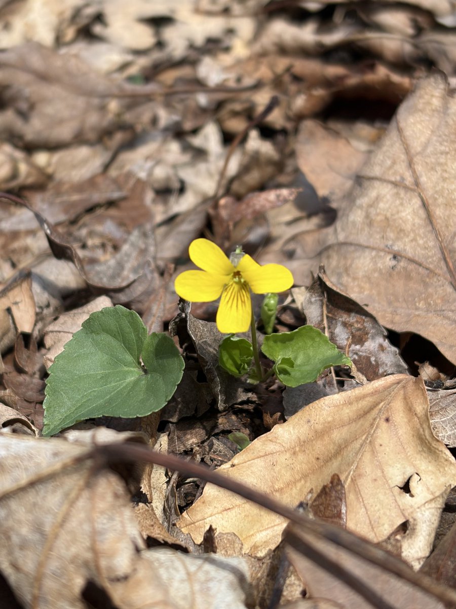 BeatusBoiled's tweet photo. Sorry for not posting for a while I just became a PhD candidate so hopefully I can post more often lol, some spring pics for you all (no more big exams hehe https://t.co/zSpGqEZah5