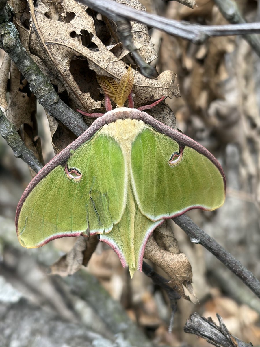 BeatusBoiled's tweet photo. Sorry for not posting for a while I just became a PhD candidate so hopefully I can post more often lol, some spring pics for you all (no more big exams hehe https://t.co/zSpGqEZah5