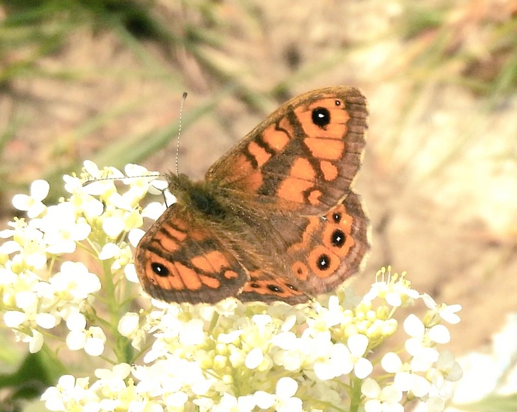 Apaturailia15's tweet photo. Wall Browns on the foreshore at Rainham Marshes in Essex today @savebutterflies thriving in the warm spring conditions @Natures_Voice @SaveLeaMarshes @KissimmeeWild @Britnatureguide https://t.co/AAOjKjmVy1