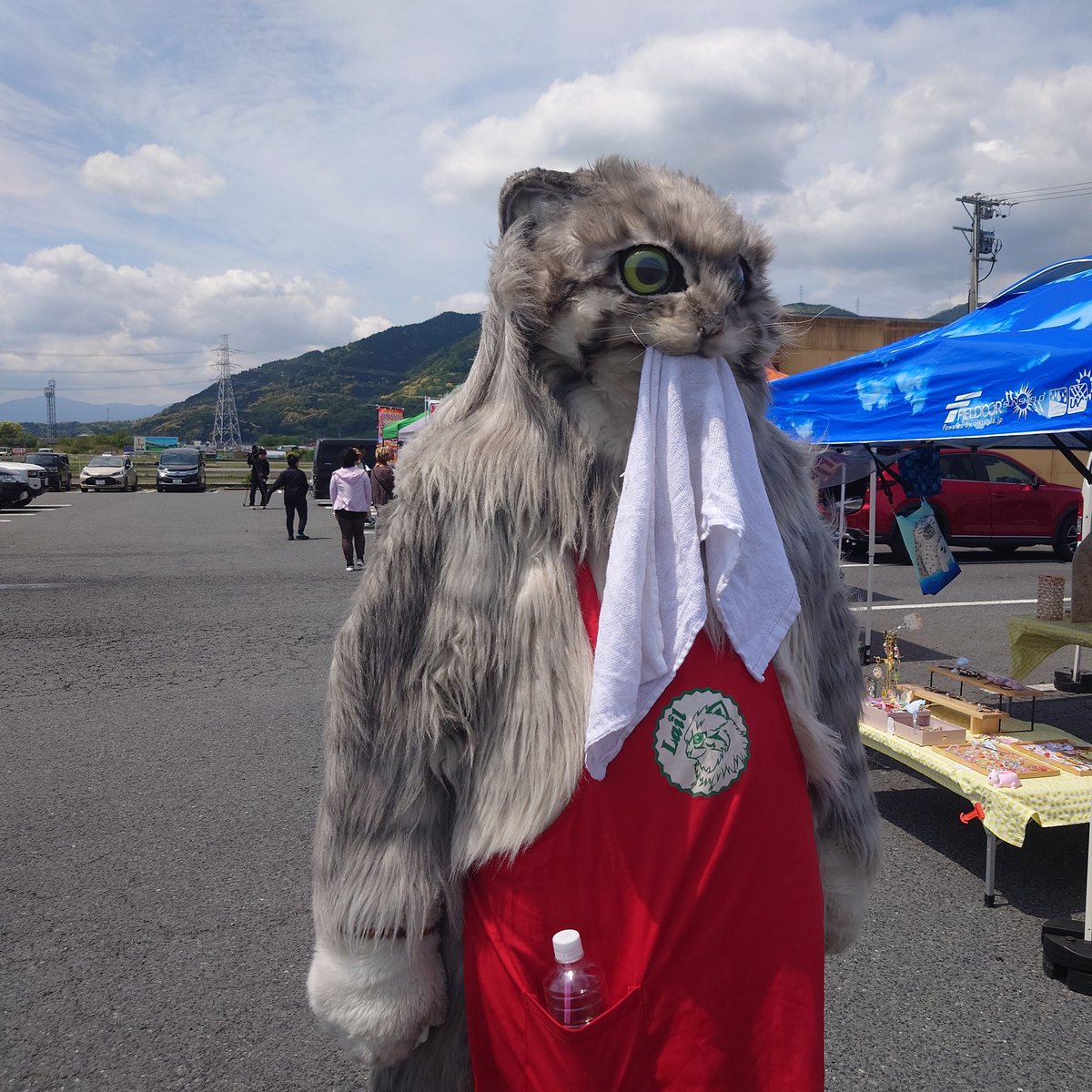 猫がタオルを運ぶだけの画像
#マヌルネコの雷流 <a href="/lailcats/">雷流</a> #山田三毛猫ファミリー #マヌルネコ