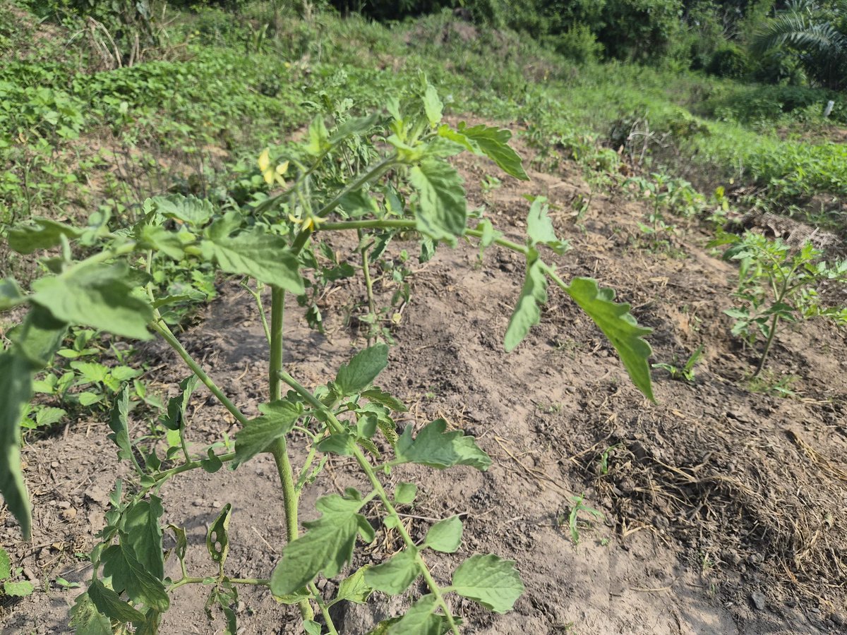 fanteman's tweet photo. @johndumelo Hello Sir, does a borehole qualify? I have a borehole, water pump, and all the pipes (no driplines). The farm is 2 acres with enough land around to extend. I tried planting tomatoes in the dry season last year and failed; it's part of the reason why I decided to dig a borehole. https://t.co/0bb9JOwMfz