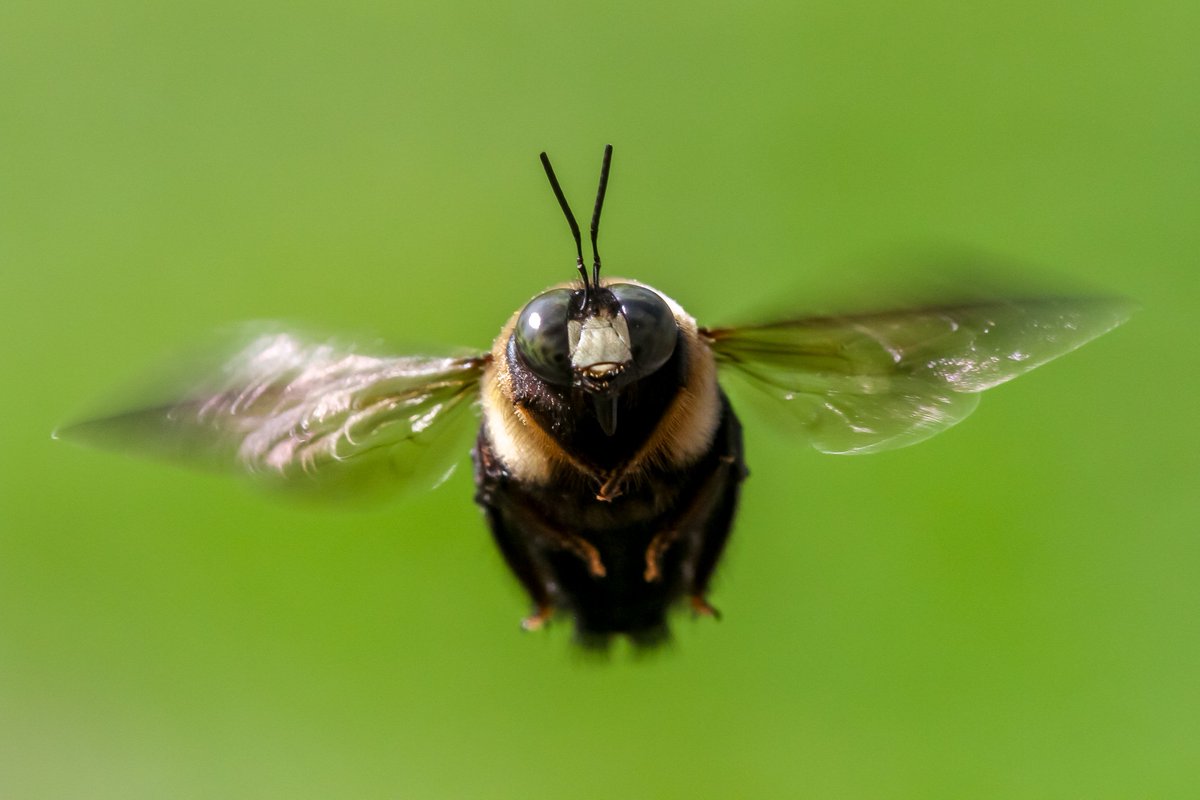 Back In The Yard🐝🦋 tweet media