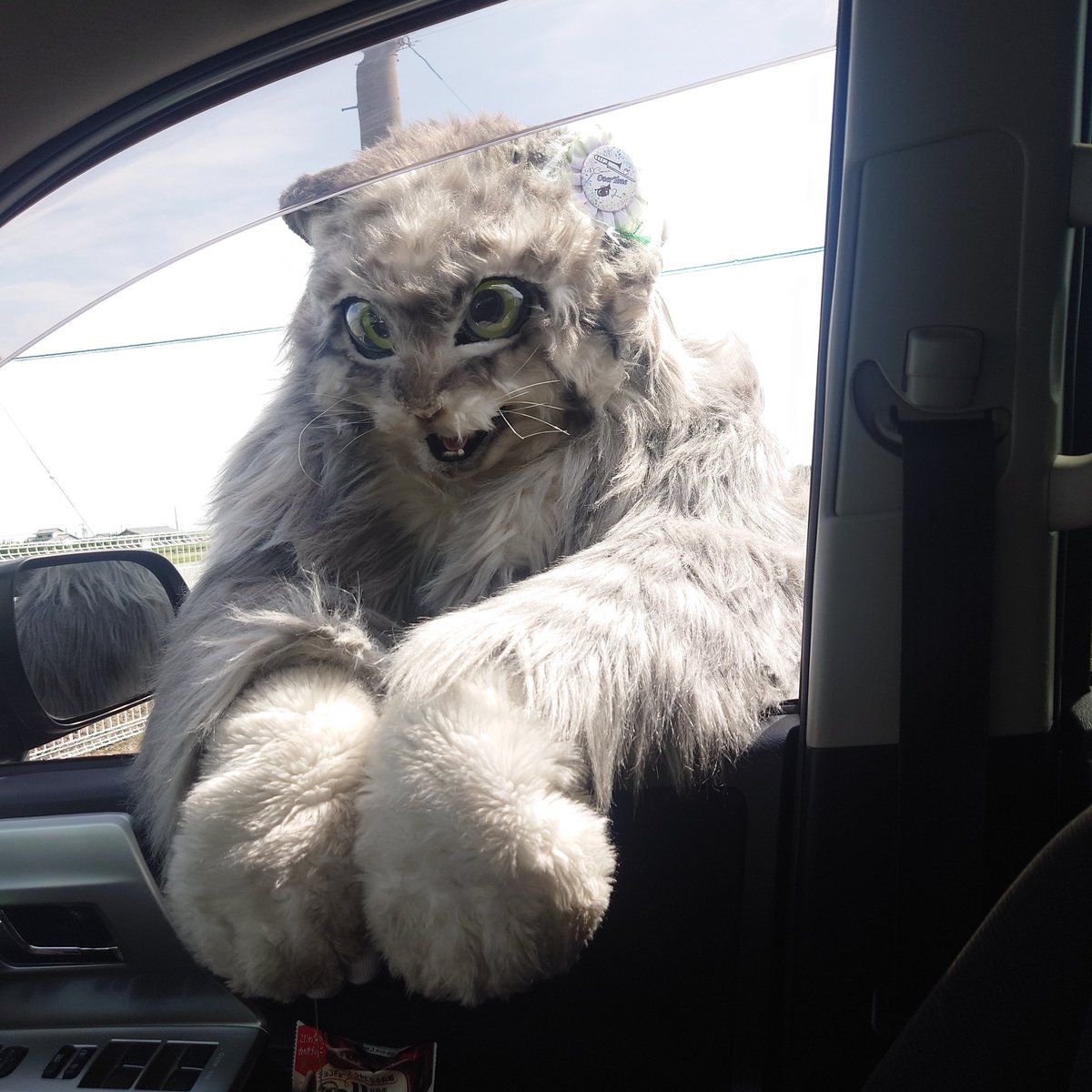 猫が車を覗くだけの画像
#マヌルネコの雷流 <a href="/lailcats/">雷流</a> #山田三毛猫ファミリー #マヌルネコ