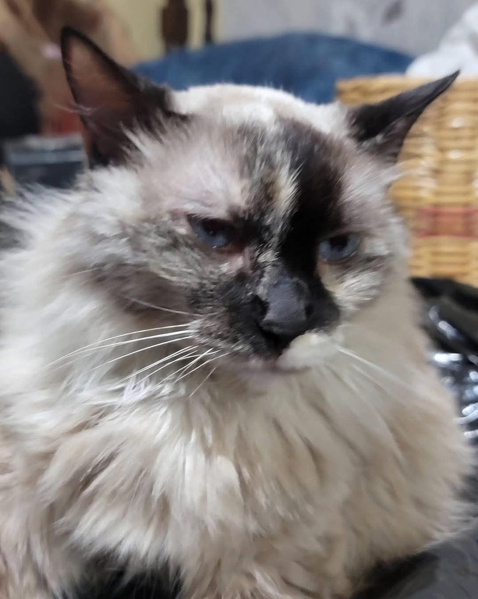 #ServicioSocial
SE BUSCA A SU FAMILIA 🆘🆘

seguimos buscando al dueño de esta gatita que se encontró en zona Escalon cerca de balam quitze, si necesitan información llamar o escribir al 74692301