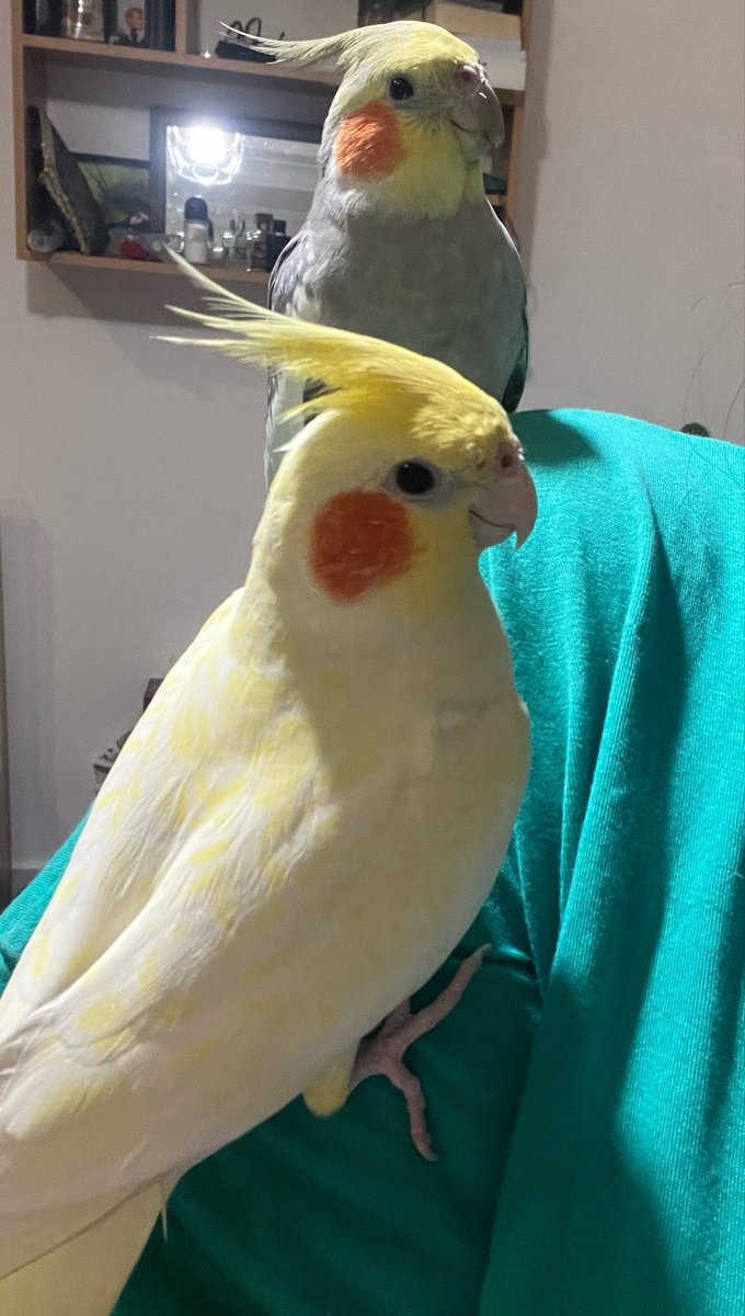 مُبی شونم🫐 tweet media