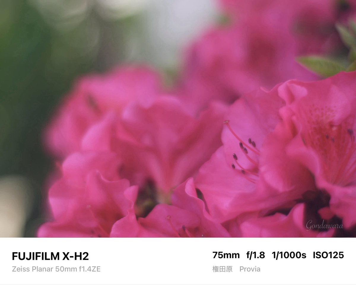 loqg78's tweet image. 意外と大雨☔️🙄

#fujifilm_xseries #XH2 #Zeiss #Planar50ZE #ノスタルトーン