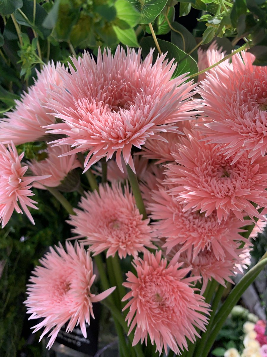 Ako 🌷🤍 tweet media