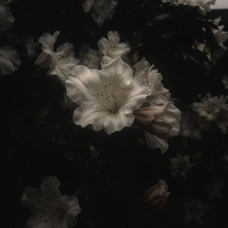 Selene 🌑 tweet media