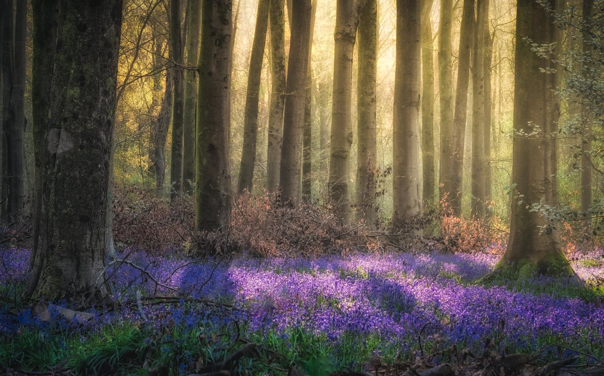 Andy Gray Photography tweet media