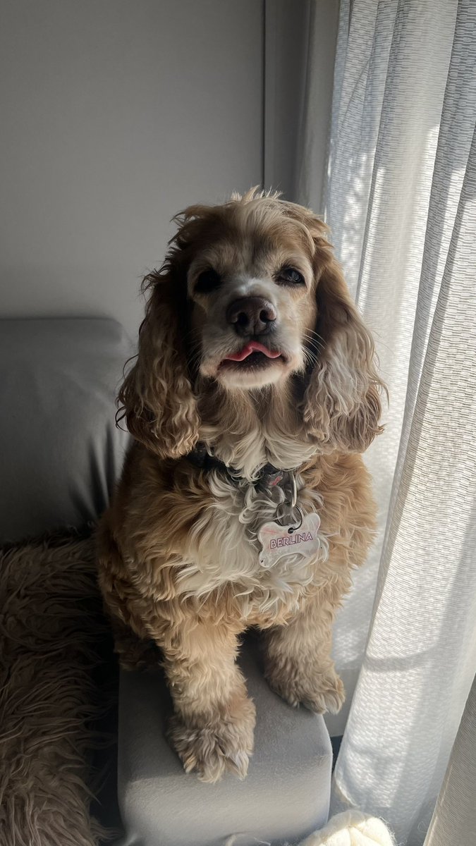 rochablanco's tweet photo. @JuaniFritzsche_ me ofendí cuando leí “pelos de cocker” pero después entendí. Mis pelos de cocker en cuestión 👇🏼 https://t.co/pAmwxHPOi6