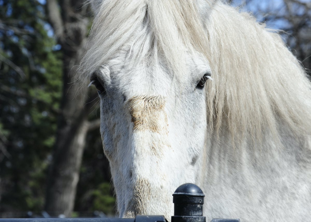 cliche_mist's tweet image. Flame, today at @assiniboinezoo #Percheron #Horses #NikonD700 #NikonPhotography