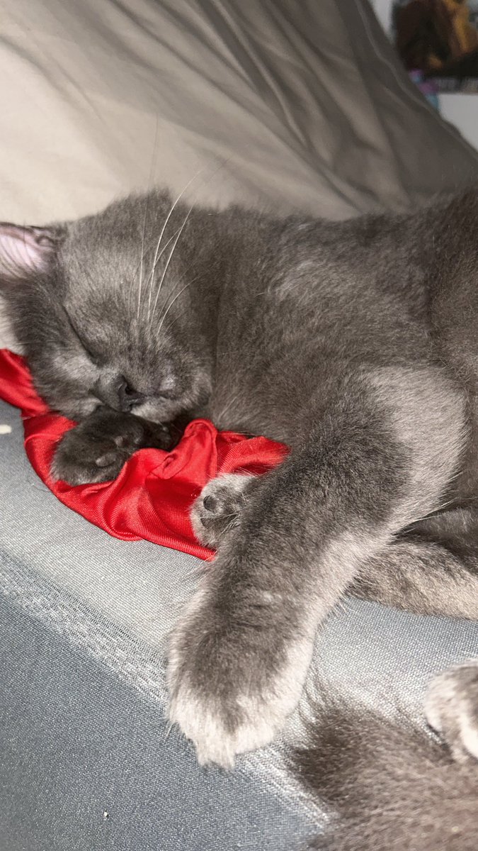 endeotinha tweet media