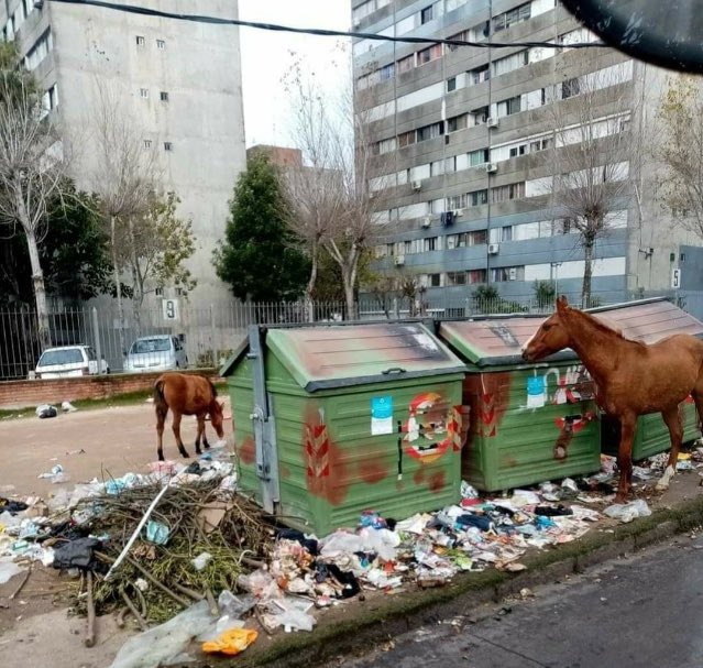 Feliza Cabrera 🇺🇾 tweet media