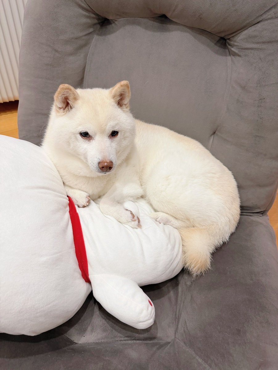 たまgo（白柴ゆき） tweet media