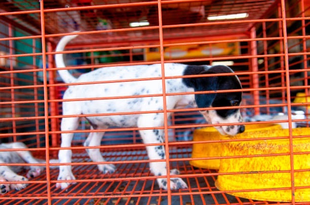 Rose pets store 💕 tweet media