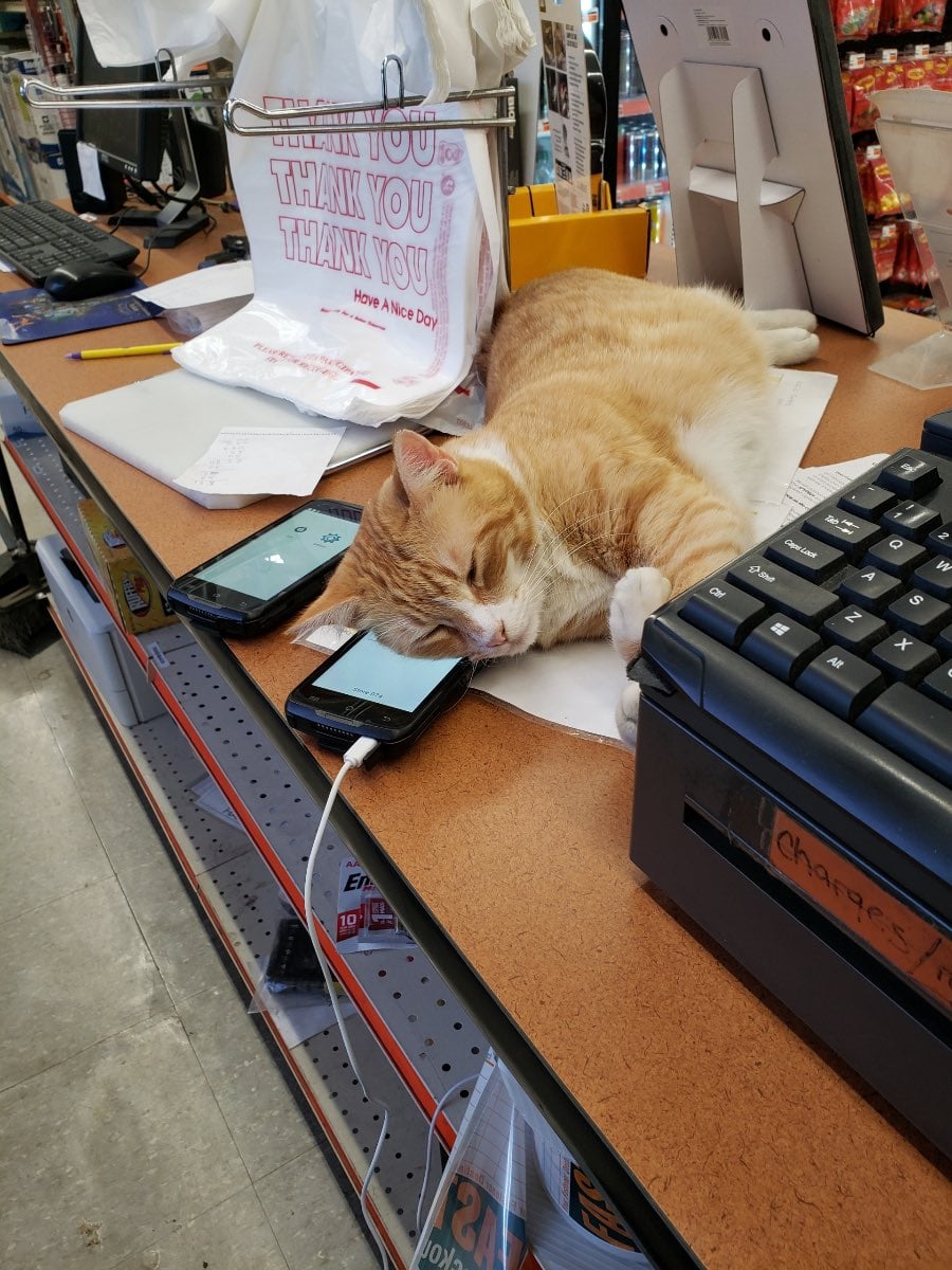 cats with jobs 🛠 tweet media